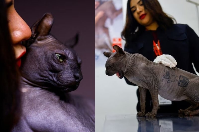 Кот — он и в тюрьме кот: татуированный хвостатый вышел из тюрьмы в Мексике
