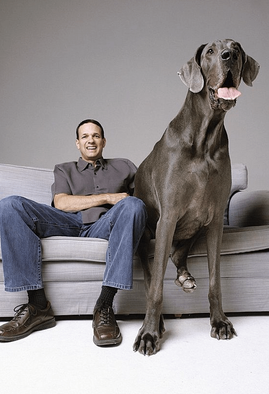 16. Это Гигант Джордж. Он был занесен в Книгу рекордов Гиннесса как самая большая собака, которая когда-либо жила