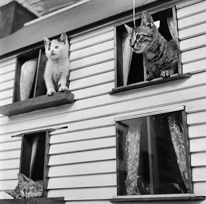 Кошка окно москва. Жалюзи кошка. Кошкин дом. Приют для кошек Кэт Хаус в Калифорнии. Кот в приюте фото.