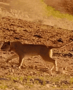 Побеждает длинноногий