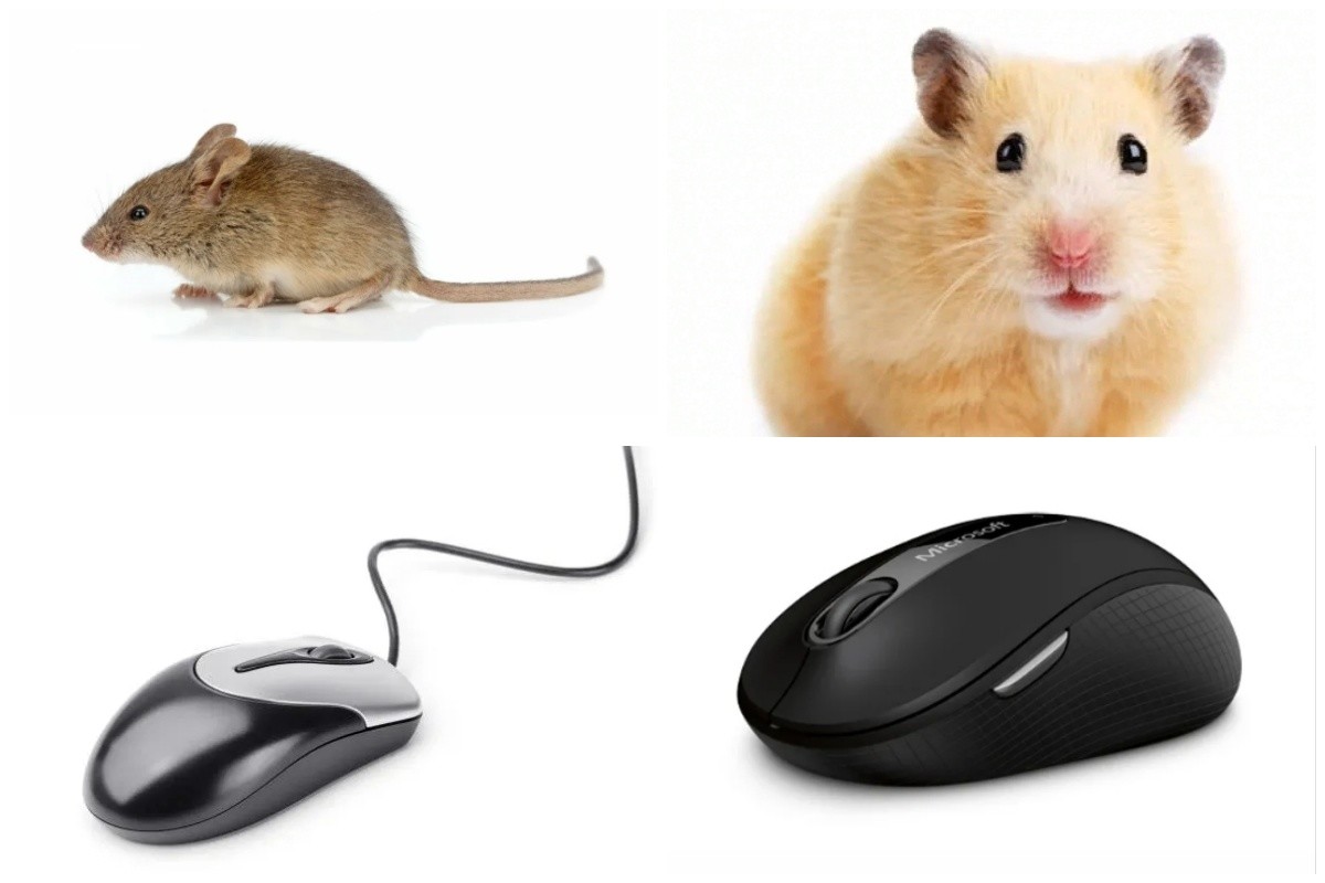 Почему мышь назвали мышью. Мышка хомяк компьютерная. Компьютерная мышка в виде хомяка. Забавные компьютерные мыши. Зовет мышка.