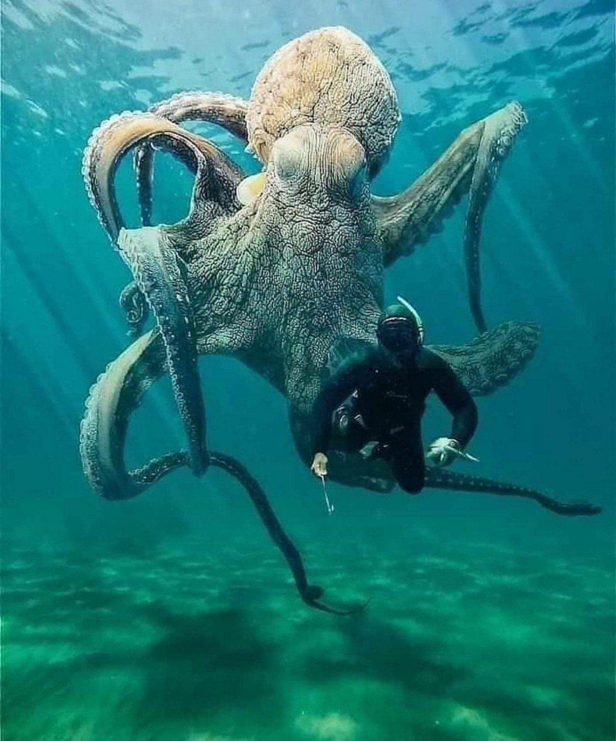 Гигантский осьминог Кракен