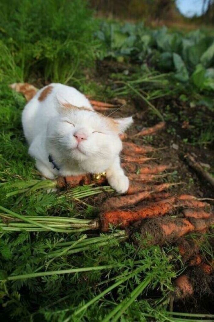 Хранитель морковки