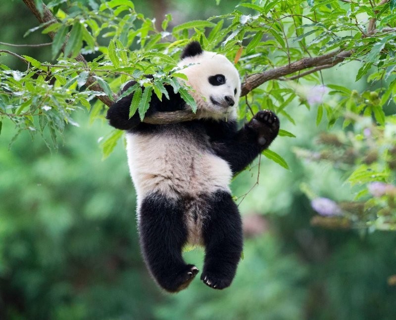 Большая панда: как выжил медведь, который противоречит всем законам природы