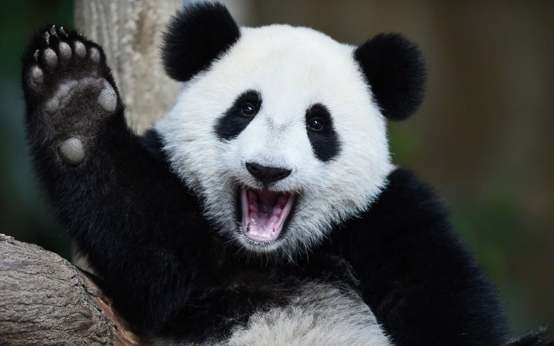 Большая панда: как выжил медведь, который противоречит всем законам природы
