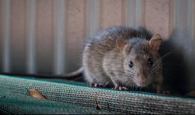 Невидана зверушка: ученые создали мышей с двумя биологическими отцами