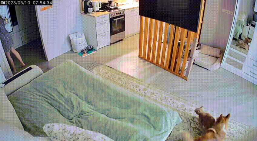 А потом родятся котопсы