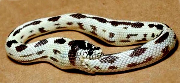 Как змеи ухитряются продолжать жить после обезглавливания?