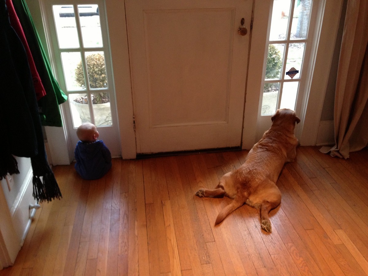 Собака ждет хозяина