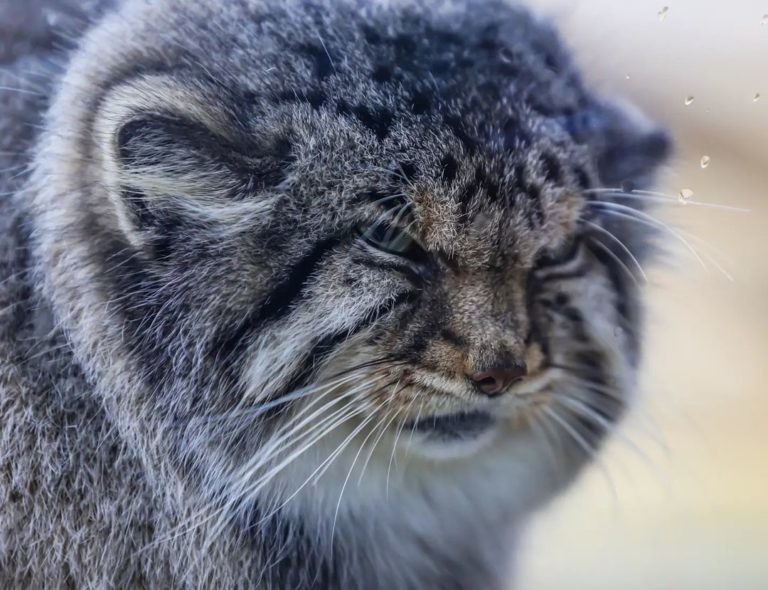 Неправильный кот: почему свободолюбивый нрав манулов грозит им вымиранием