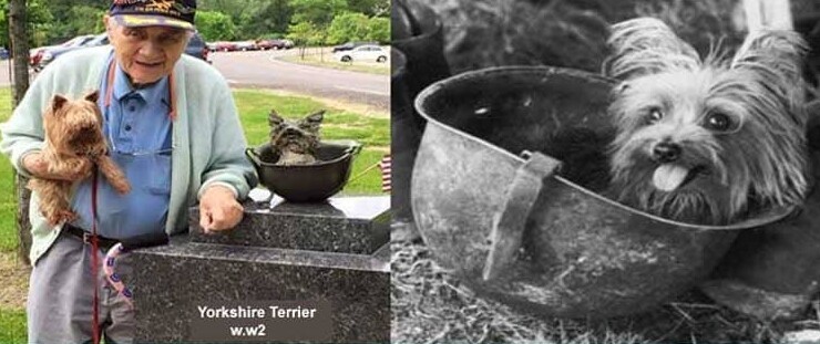 7. Пёс Смоки был найден в заброшенной траншее в джунглях Новой Гвинеи в 1944 году. Ему приписывают 12 боевых вылетов, он был награжден 8 боевыми звездами и пережил 150 авиаударов. Смоки прожил 14 лет, и в 2005 году ему установили памятник
