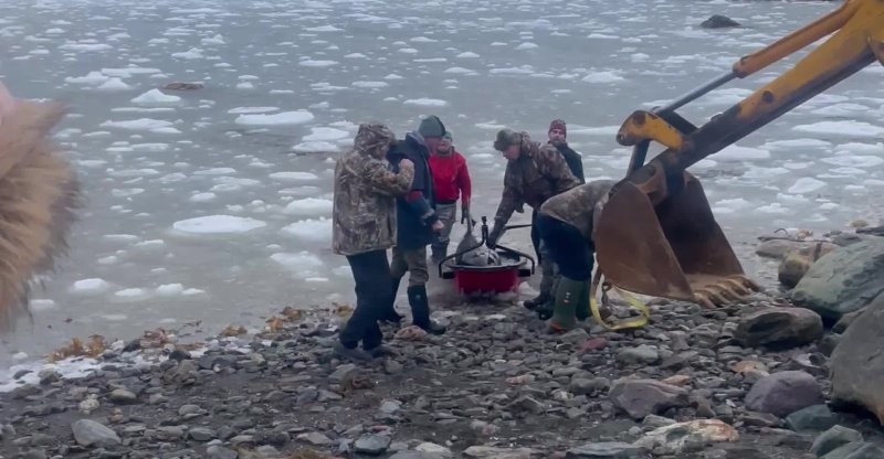 Более двадцати дельфинов застряли во льду, но получили помощь