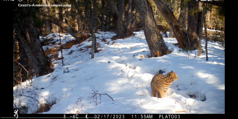 Редкое видео: дальневосточный лесной кот во всей красе
