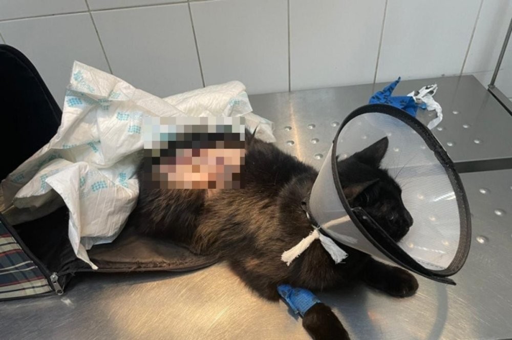 Останкинский суд вынес приговор стрит-арт художнику, пытавшемуся убить кота в прямом эфире