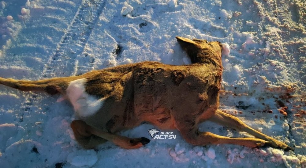 Убегала от волка и попала под машину