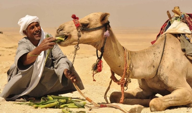 Зачем верблюда кормят змеями