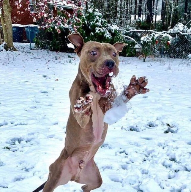 4. «Переехал из Флориды обратно на север... Реакция моего щенка на снег, который он видит первый раз в жизни»