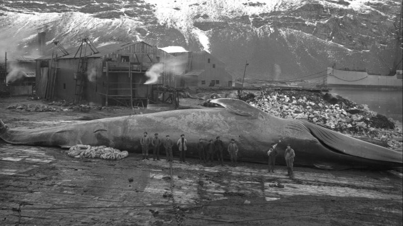 Члены экспедиции Шеклтона заготовляют китовое мясо на 26 человек и 61 ездовую собаку перед отправкой в Антарктиду. Южная Георгия. 1914 год.