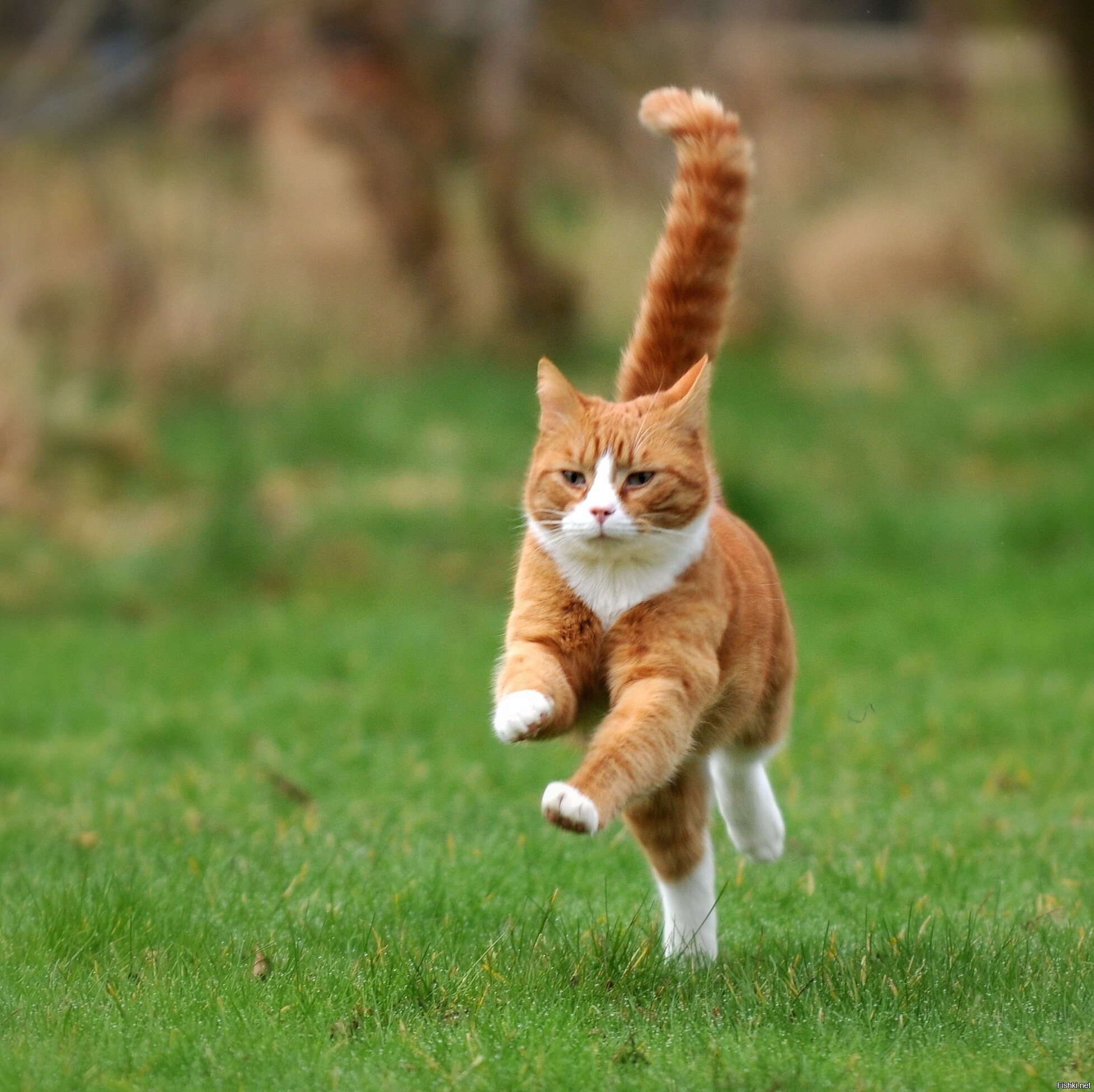 Кошачья квадробика. Кошка бежит. Кот убегает. Рыжий кот в прыжке. Рыжий кот бежит.