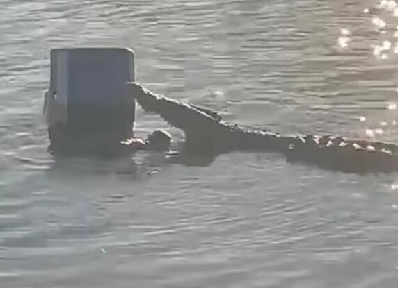 Голодный крокодил заявился на пикник и украл контейнер с пивом