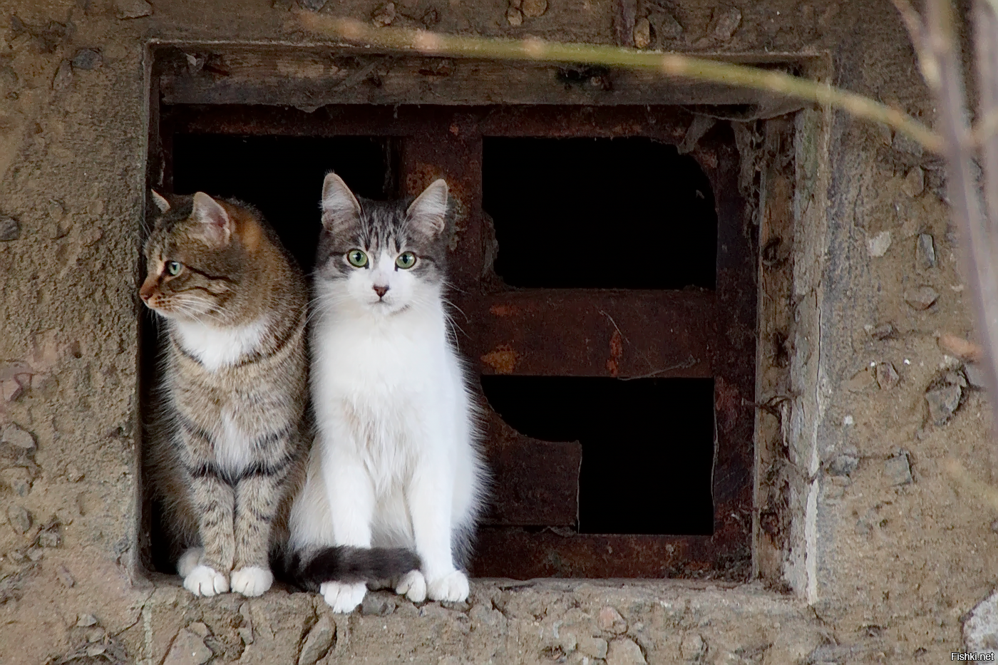 Кошки в подвале дома. Коты в подвале. Подвальные котята. Котенок в подвале. Бездомные животные в подвале.