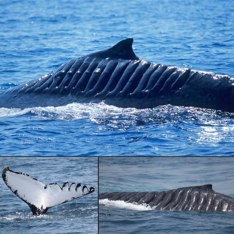 6. Этого кита называют “Бегущий по лезвию”, потому что он выжил после того, как в 2001 году его порезал корабельный винт