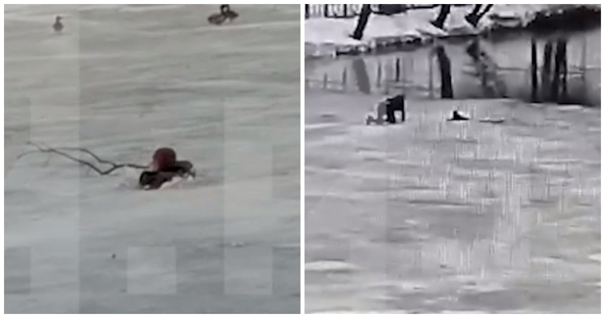 солнце быстро разъедает непрочный весенний лед. на тонком льду аура. на тонком льду аура. на тонком льду аура. чарли по тонкому льду.