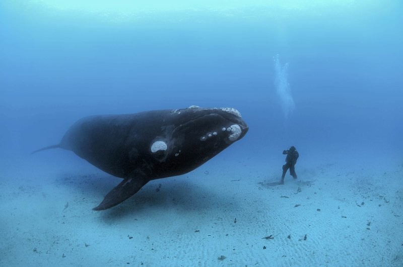 14. Гренландский кит в сравнении с человеком