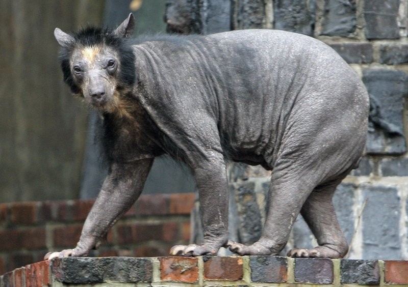 1. Вот как выглядит лысый медведь. Это медведица Долорес, которая жила в немецком зоопарке. Вместе с ней ещё две медведицы внезапно потеряли почти всю шерсть - а ветеринары разводили руками, так и не поняв причину облысения