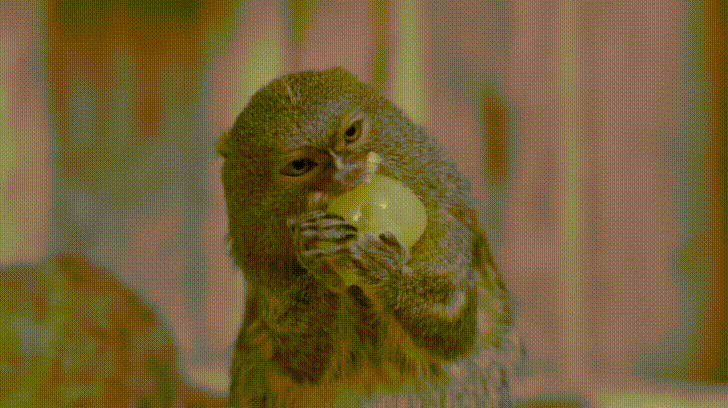 Карликовые игрунки: Для них виноградина размером с руку! И всё же малыши заботятся друг о друге так, как не могут многие люди Карликовые игрунки: Для них виноградина размером с руку! И всё же малыши заботятся друг о друге так, как не могут многие люди