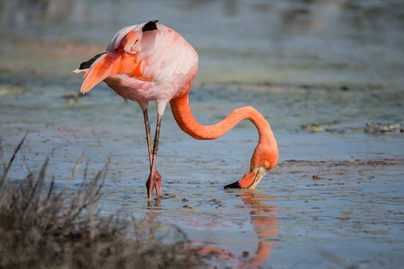 12. Фламинго могут пить кипяток