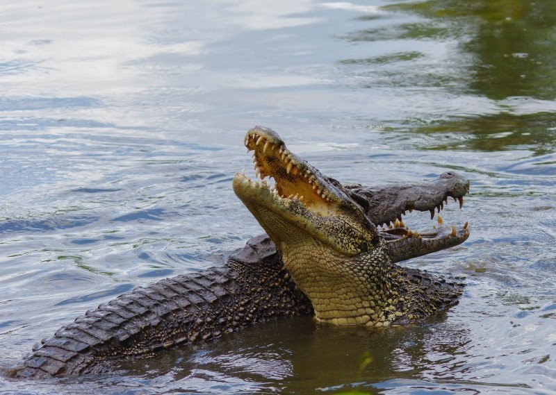 2. Крокодилы глотают камни, чтобы погрузиться поглубже и улучшить пищеварение