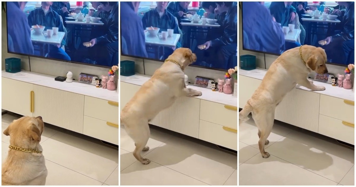 Пёс пытается добраться до еды в телевизоре 