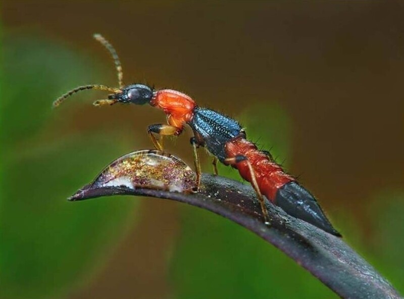 Педерус: Этот ядовитый жук мог быть причиной казни египетской! Ведь токсин действует с огромной задержкой