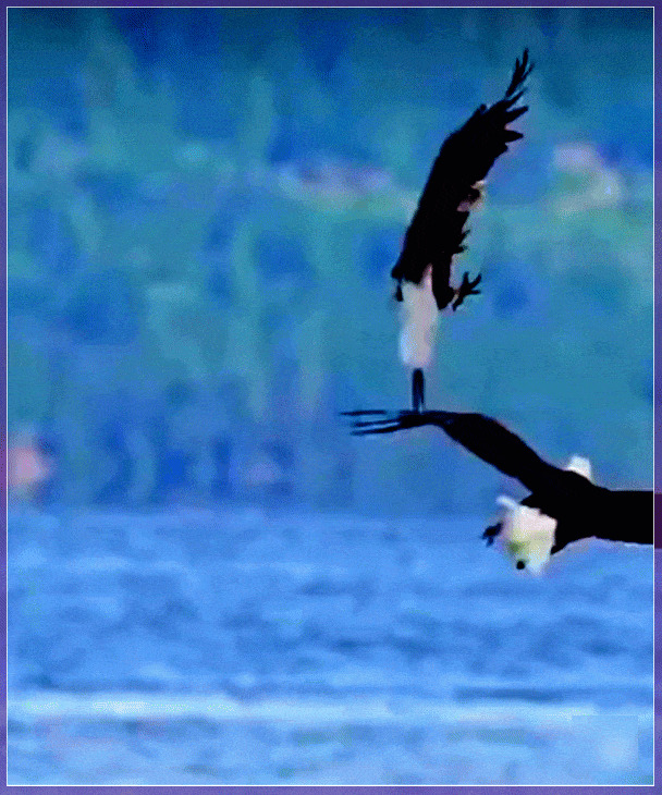 Dance battle sea eagles