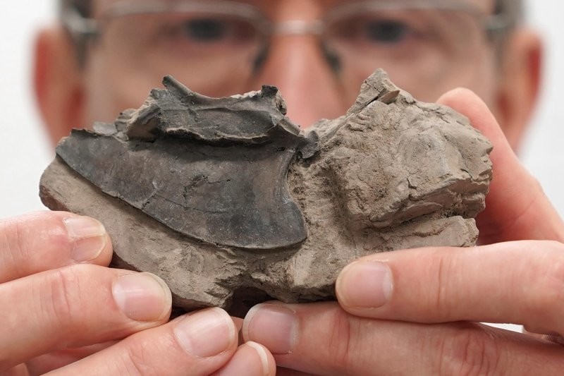 Учёные обнаружили древнейший мозг рыбы, которой 319 млн лет