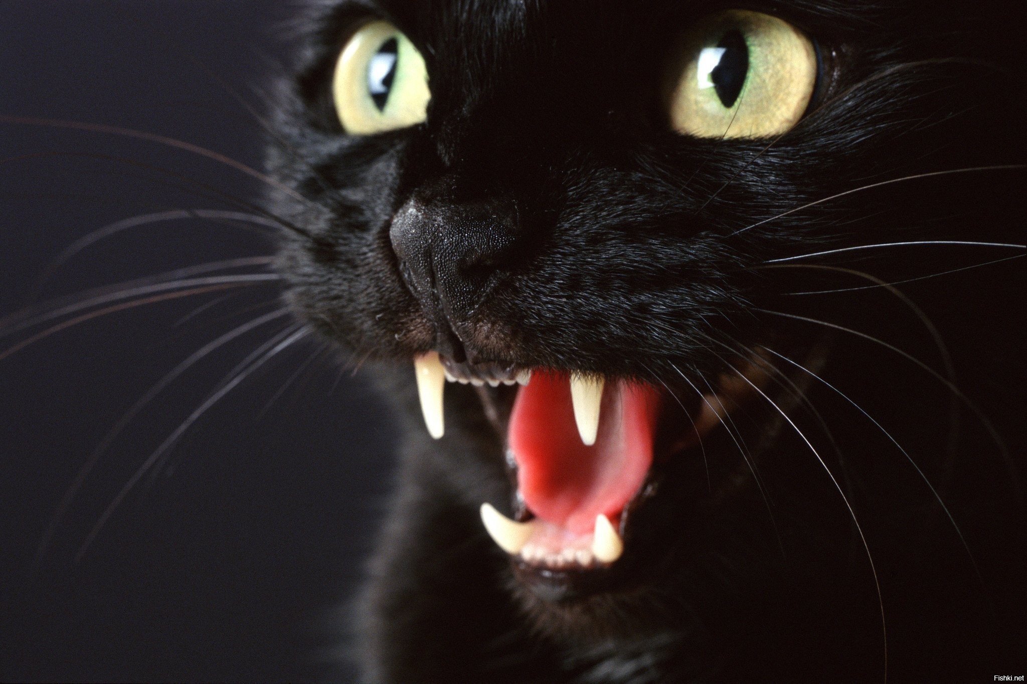 Черный кот песня mp3. Чёрный кот. Черный кот с открытым ртом. Черный кот шипит. Чёрный кот с зелёными глазами.