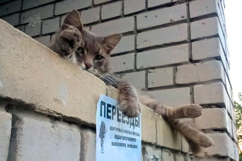 Омский пенсионер через суд запретил кошке передвигаться по квартире