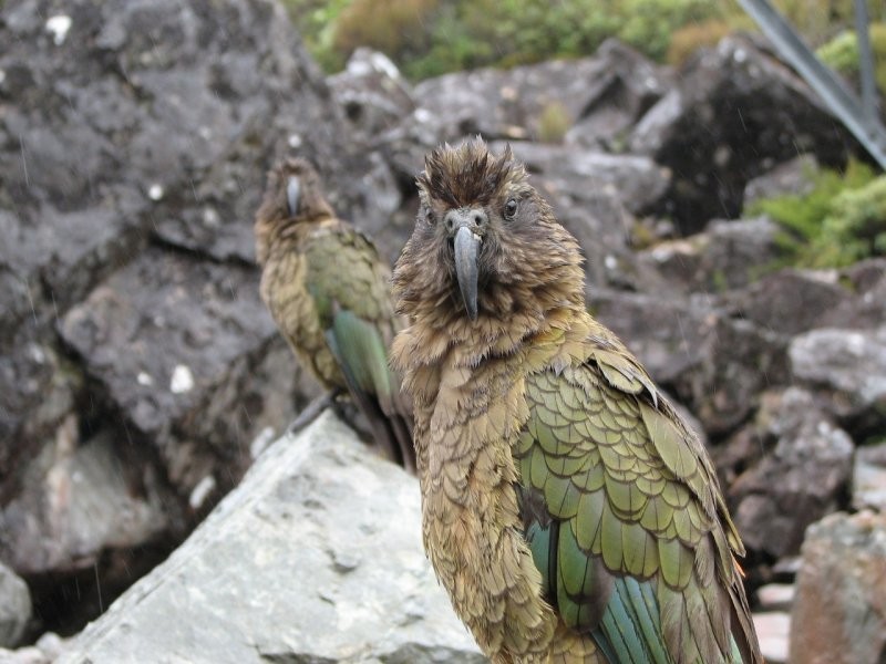 «Клоун гор»: милый новозеландский попугай, уничтожающий овец