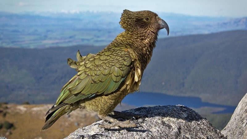 «Клоун гор»: милый новозеландский попугай, уничтожающий овец