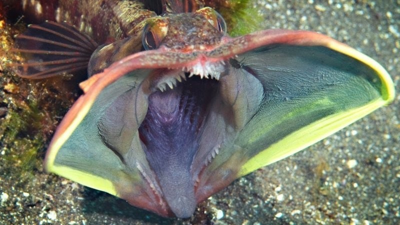 Глубоководная рыбка с собачьим характером