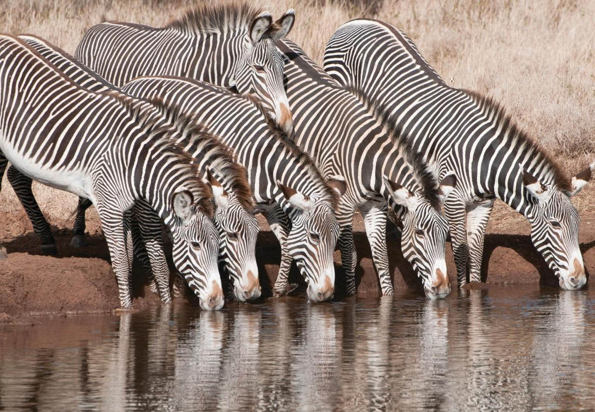 Zebra. Зебра Греви. Пустынная Зебра. Африканская Саванна Зебра Греви. Зебра Греви стадо.