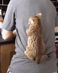 Просто гифки, всякие и разные Просто гифки, всякие и разные