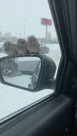 Просто гифки, всякие и разные Просто гифки, всякие и разные