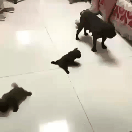 Просто гифки, всякие и разные Просто гифки, всякие и разные