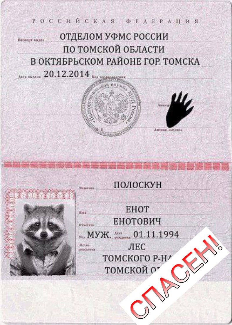 Фотография на паспорт животного