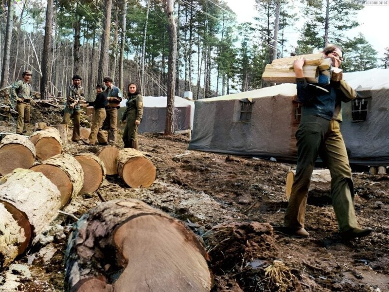Строители БАМа, живущие в палаточном посёлке Звёздный, заготавливают дрова.