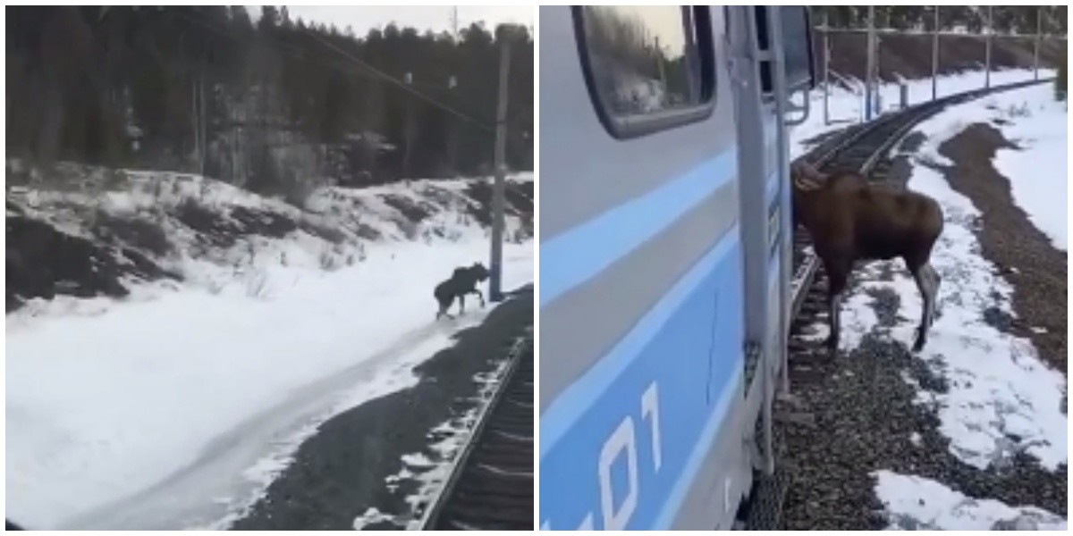 Поезд лось. Лось остановил движение поезда в Якутии.