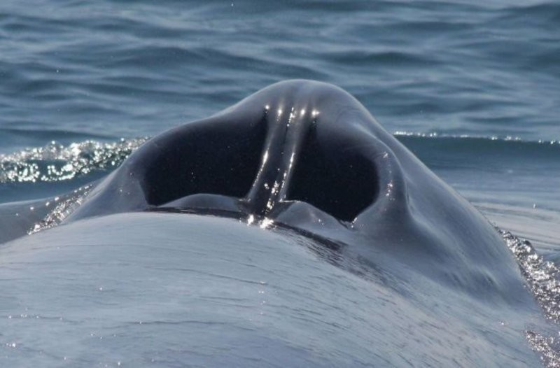 17. Дыхало кита - это своеобразные ноздри, расположенные в верхней части головы