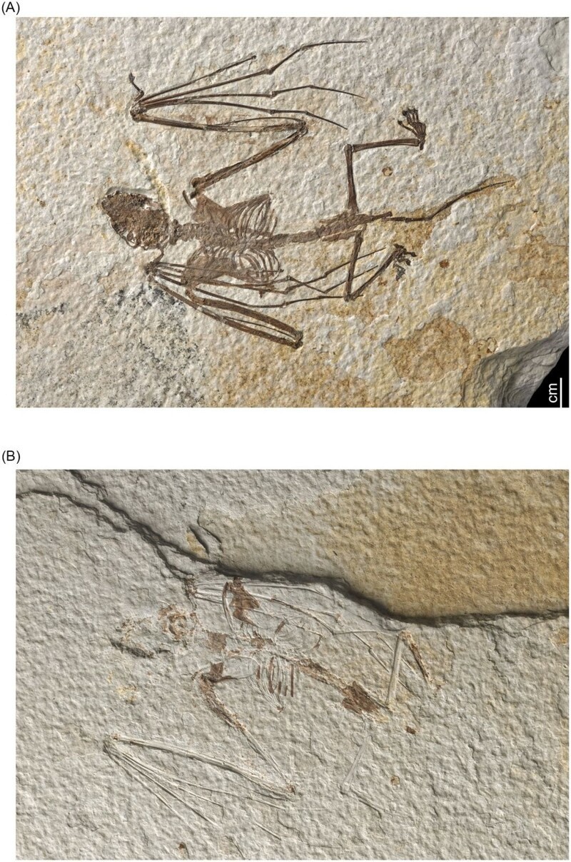 Палеонтологи нашли самые древние скелеты летучих мышей
